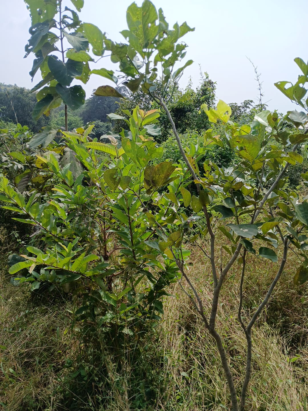 Tree plantation drive