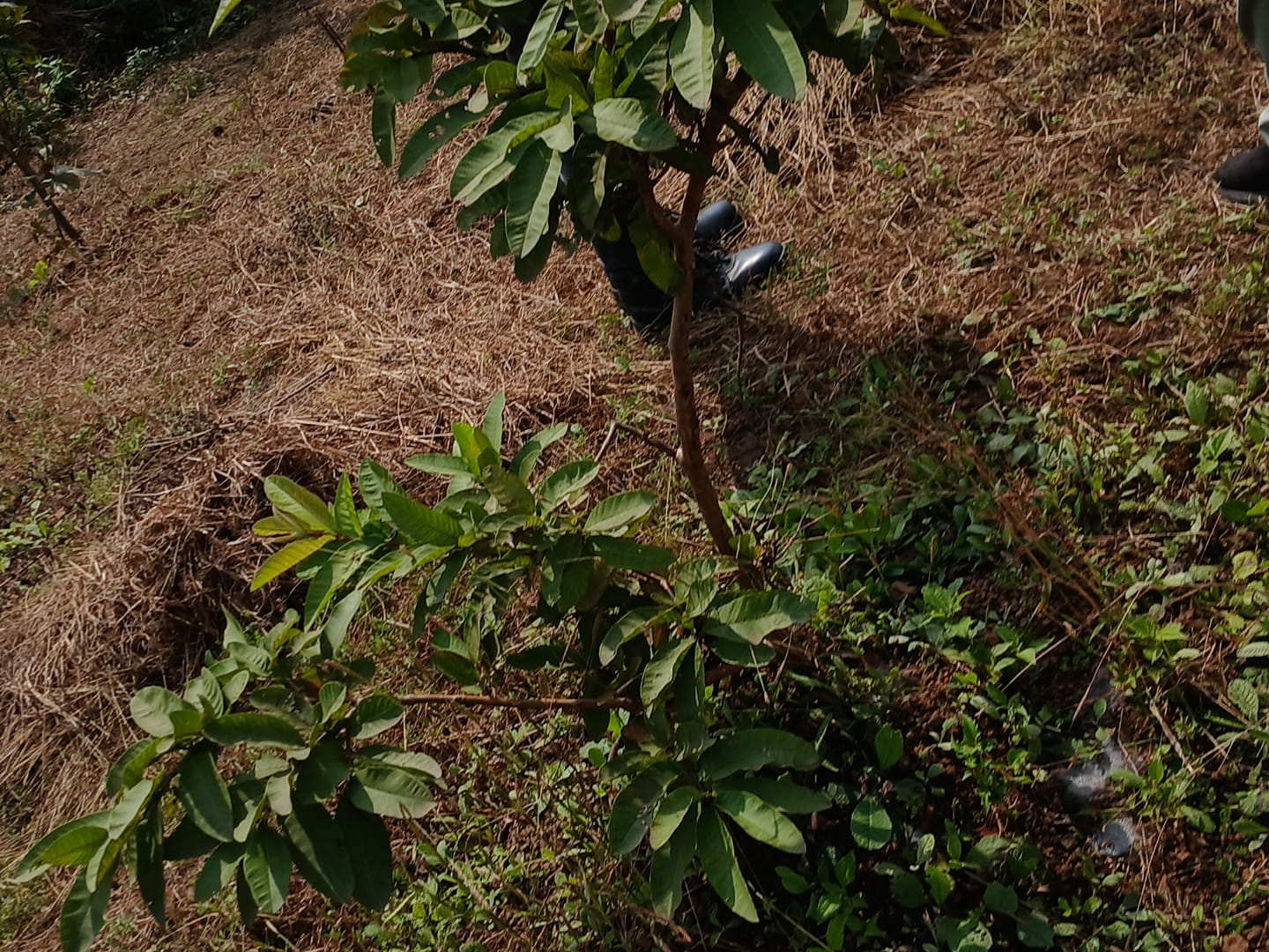 Tree Plantation Drive