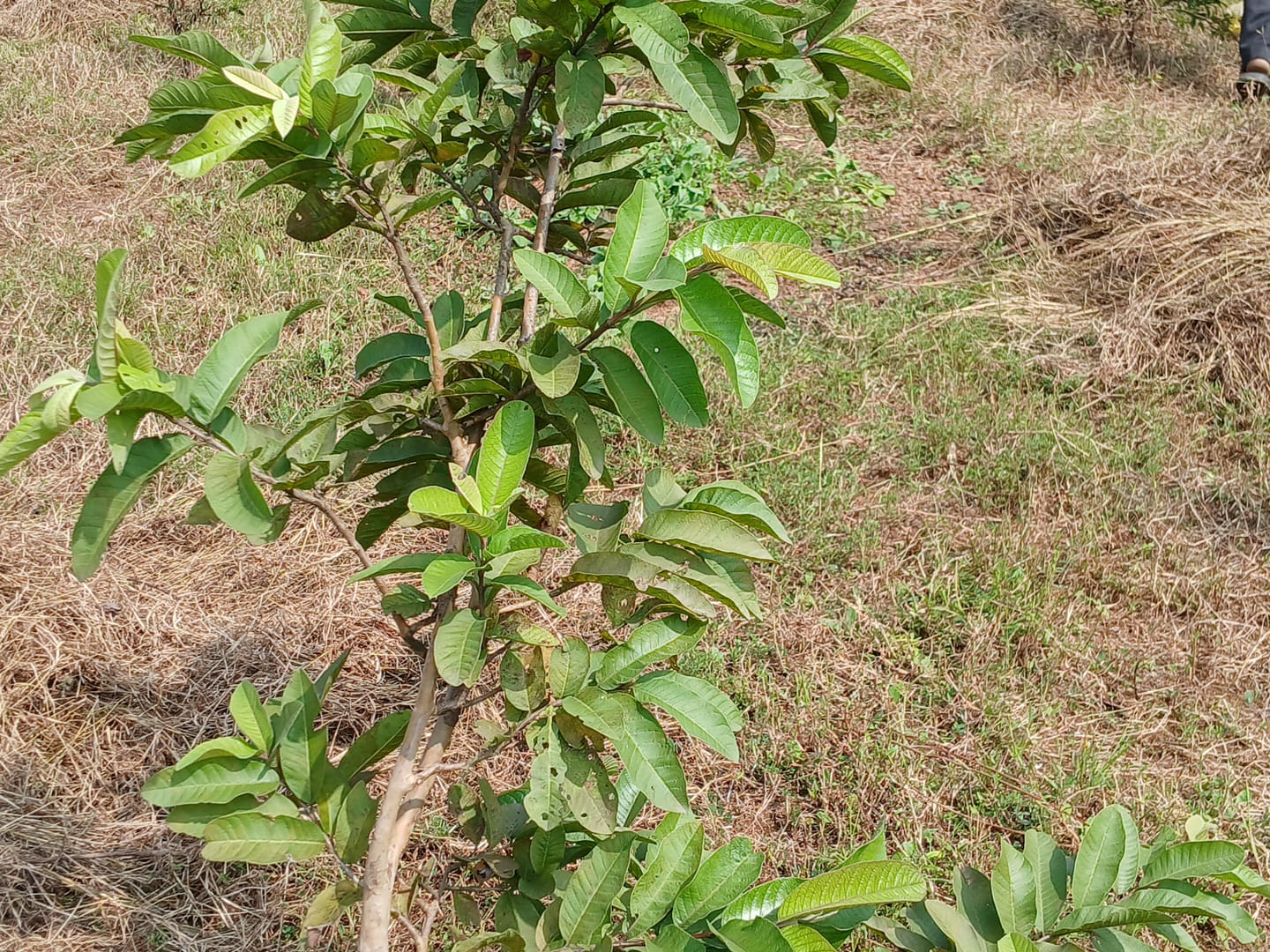 Tree Plantation Drive