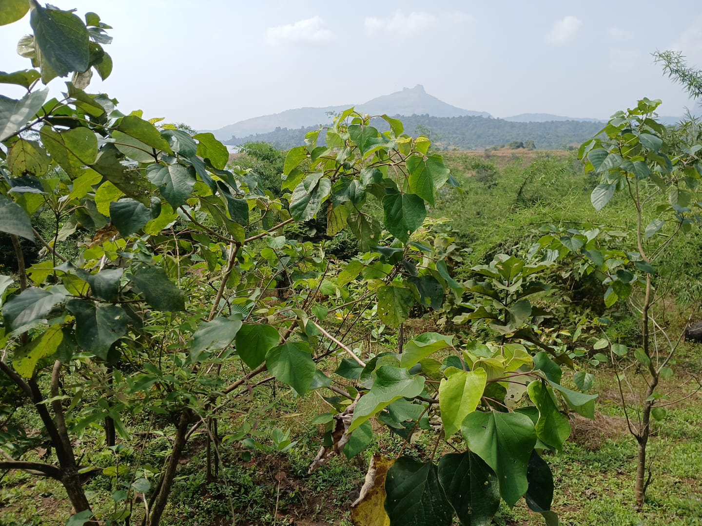 Tree Plantation Drive